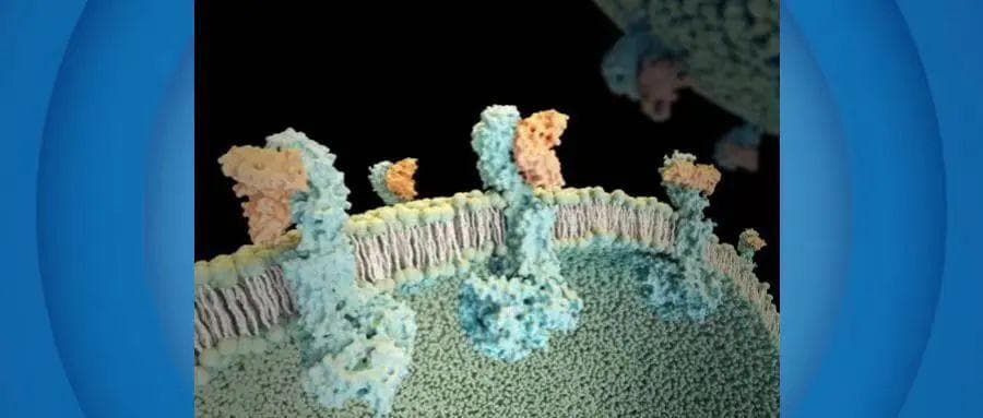 Nature | 中国科学家揭秘自身免疫性甲亢甲减的分子机制