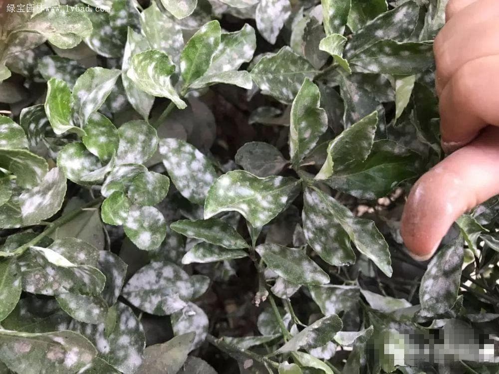 黄杨叶子布满了白色粉末，到底是什么情况，我来告诉你
