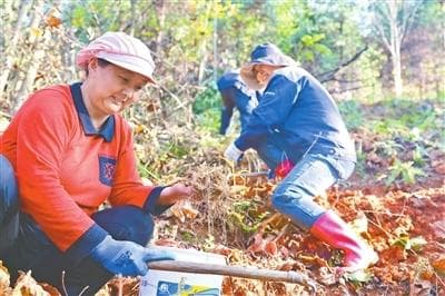 身价6.32亿元！铜鼓黄精成致富“黄金”