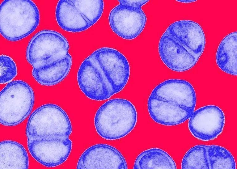 微生物越来越耐药，科学家的应对之策是？ |《自然》长文