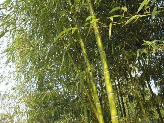 竹子常见病虫害图片及防治方法