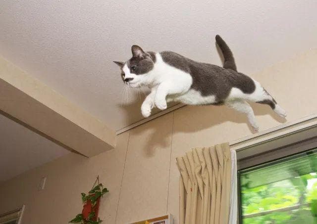 揭秘猫的运动神经：为什么猫科动物是天生的运动健将？