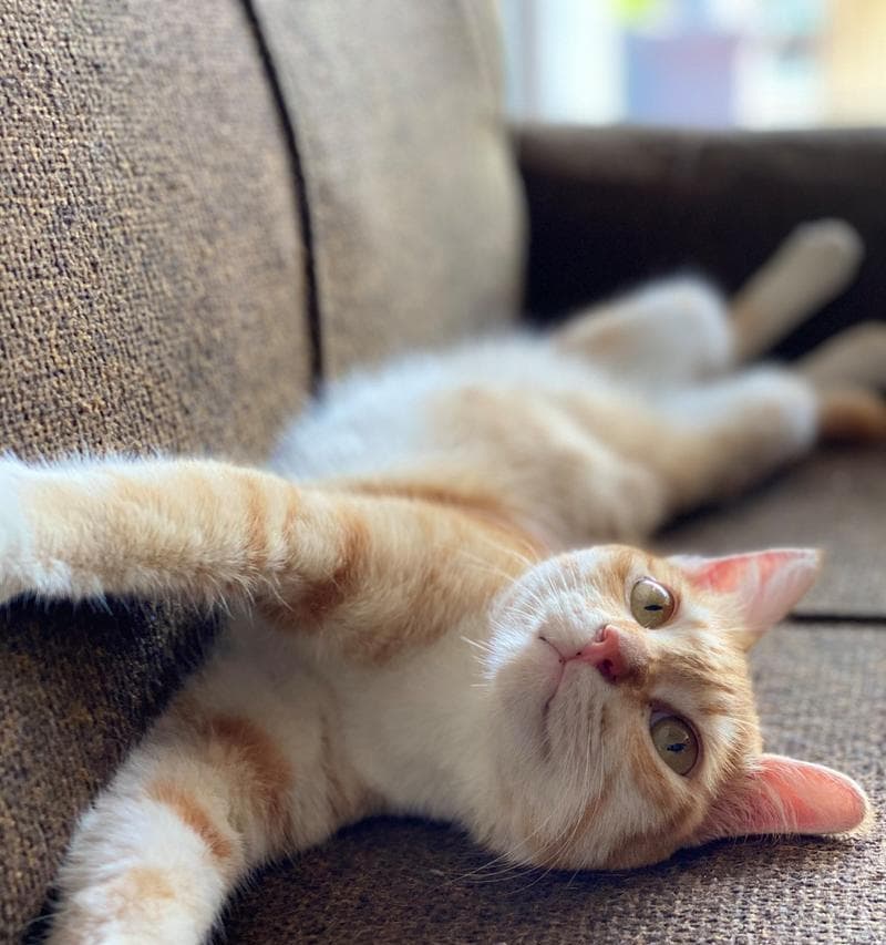 猫咪体温测量全攻略：从基础知识到异常处理