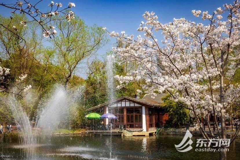 上海共青森林公园：第二十四届都市森林百花展360°沉浸式逛展指南