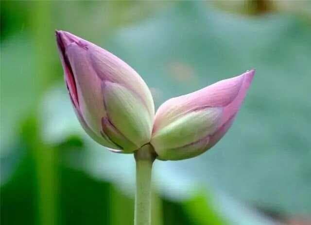 双生花：一茎两花，共舞生命的奇妙与哲理