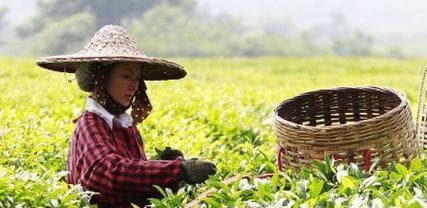 在家种茶树的方法与技巧（打造属于自己的茶园，享受自然的馈赠）