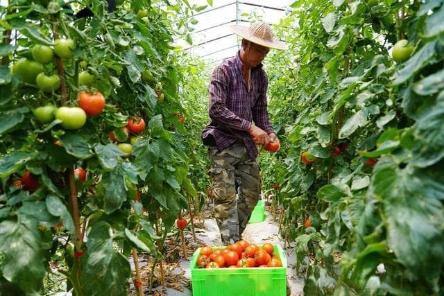 羊粪、鸡粪、人粪尿、豆饼，用来种菜哪种肥效果好？用经验告诉你