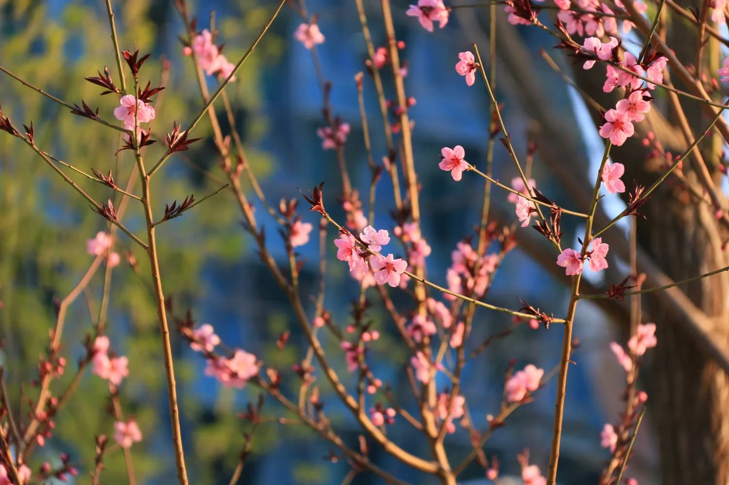 春游雁荡山：赏花踏青正当时
