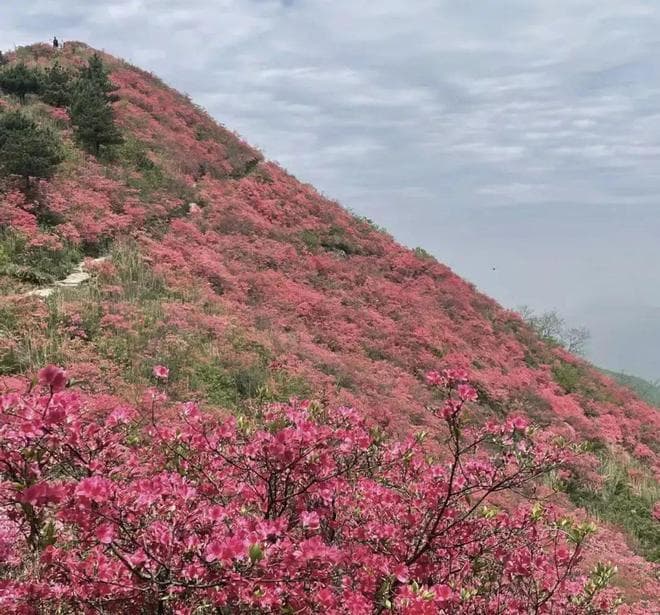 北方的映山红，先开花后长叶，耐低温，花期长，性价比很高