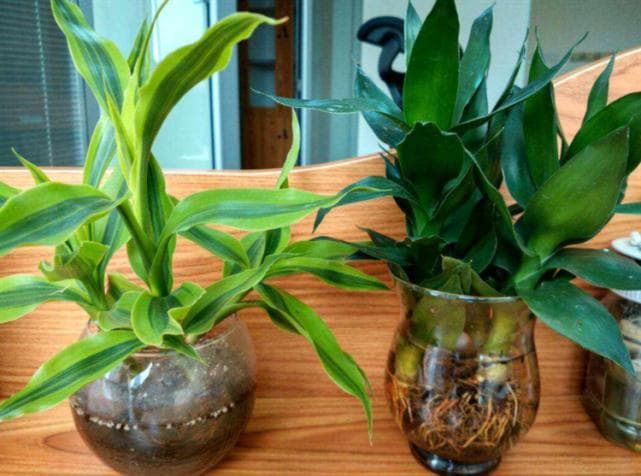 室内适合用水养的18种植物，不用土栽更洁净，方便打理又美观