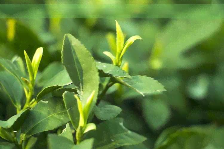 全面解析：茶树的各类品种及其特点，如何选择最适合你的茶叶？