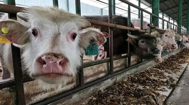 牛瘤胃积食的危害与防治：成因、症状及应对方案
