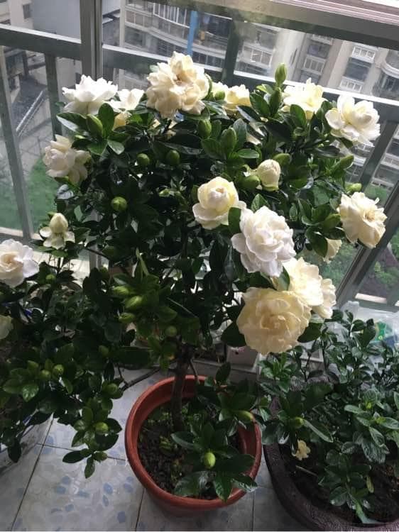10种适合室内养殖的芳香花卉，让家中四季飘香