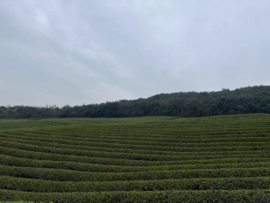 一两春茶一两金，春茶为什么这么受推崇？