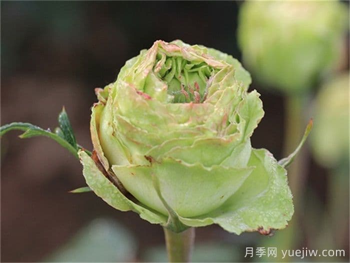 绿星月季：中国培育的绿色系大花月季