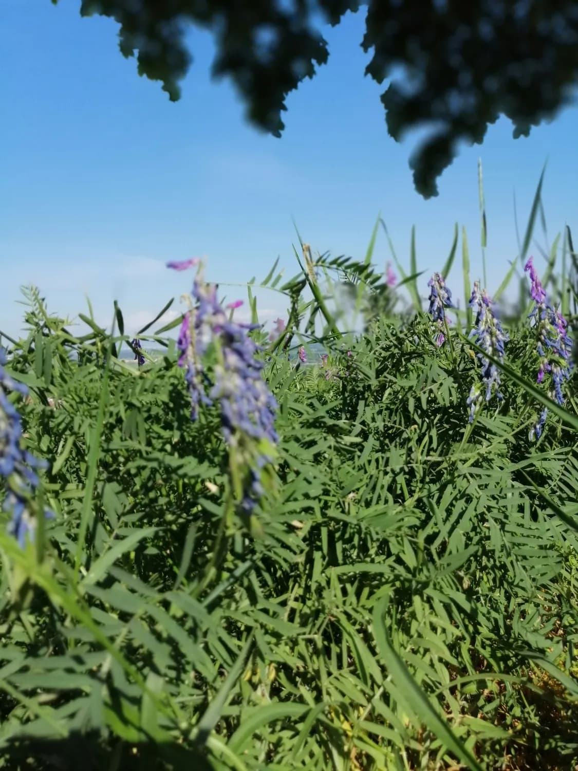 黄芪：从传统中药到现代医学新星