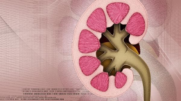 肾有损伤怎样恢复正常生活