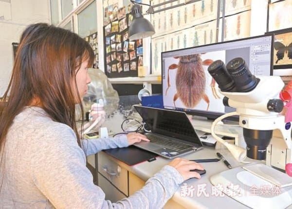 这里藏有上万份隐翅虫标本 上海师范大学环境昆虫学实验室探秘