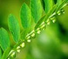 叶下珠：一种具有重要药用价值的草本植物
