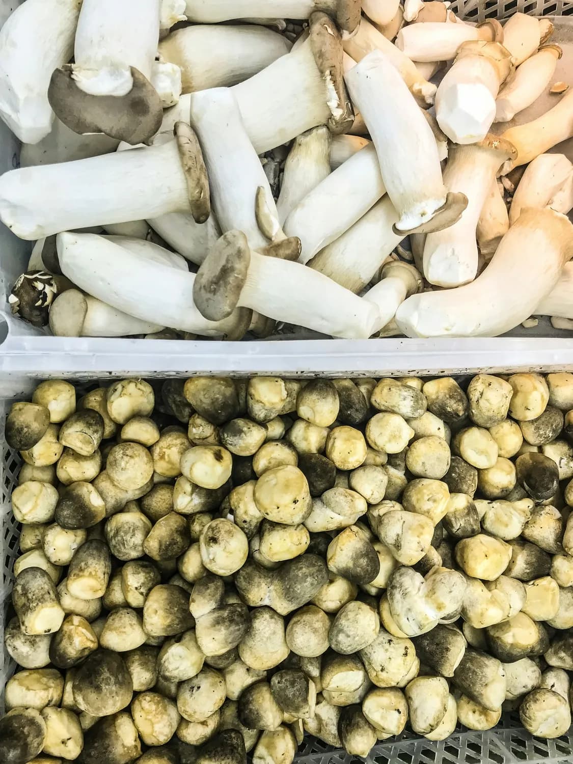 松茸炖鸡汤，秋冬暖心必备