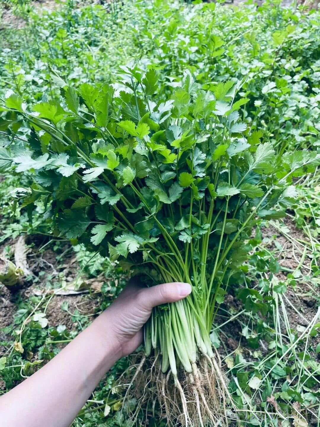 【中草药科普】每天认识一味中草药-香菜
