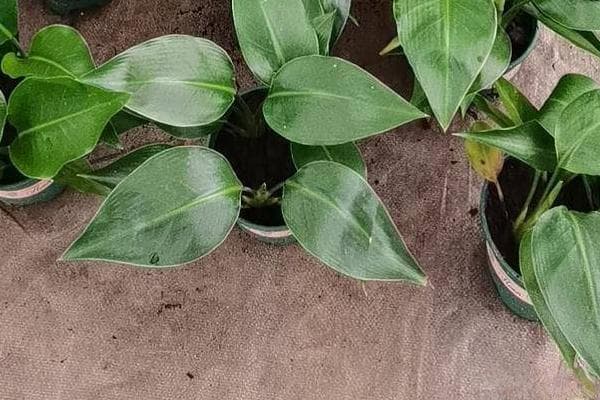 绿萝插枝后几天发芽？水培土培详细步骤全解析