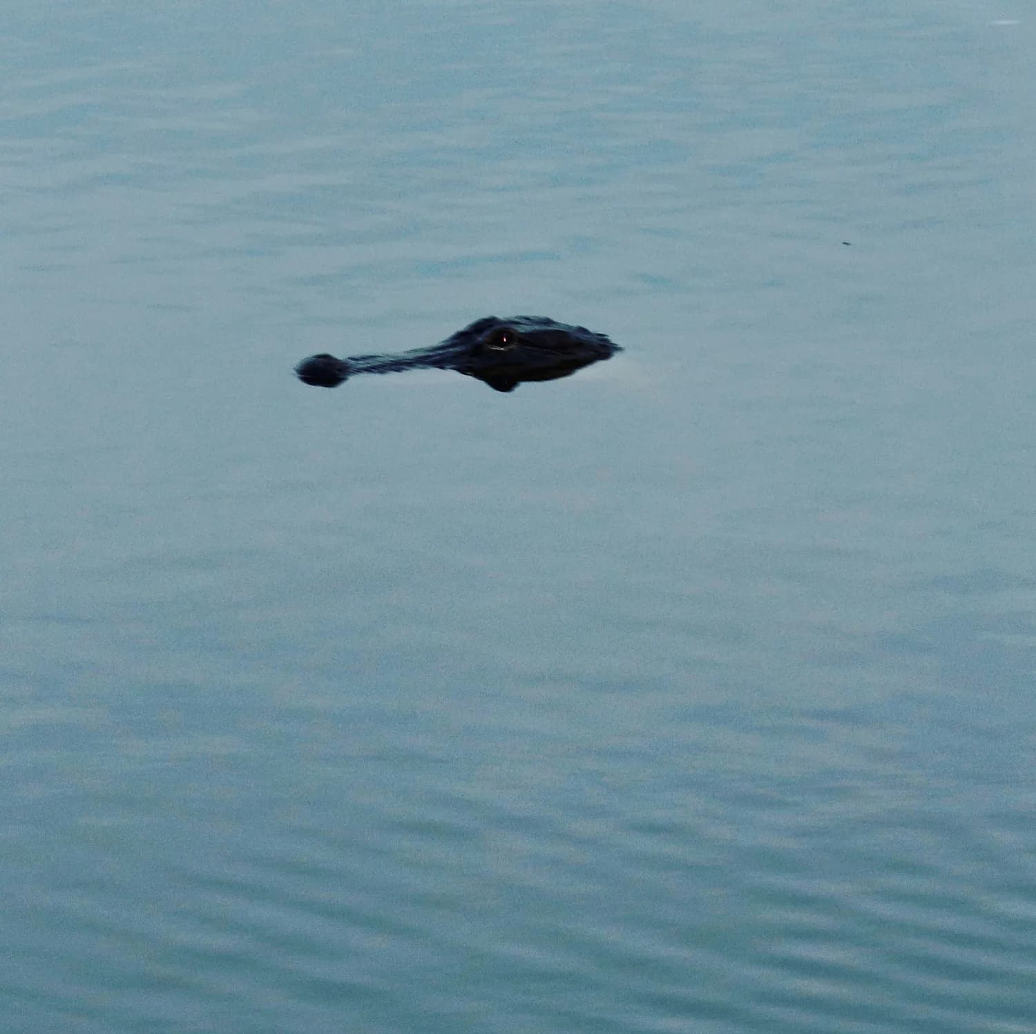尼斯湖水怪：苏格兰旅游的秘密武器？