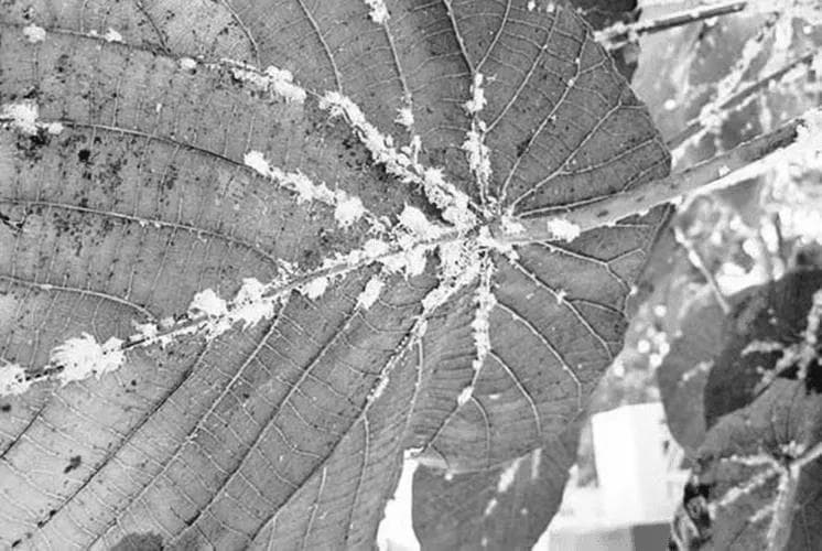 园林植保丨常见介壳虫种类与防治技巧