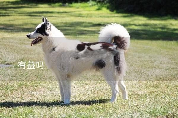 狗狗吃什么鱼好？这些鱼对狗狗健康有益吗