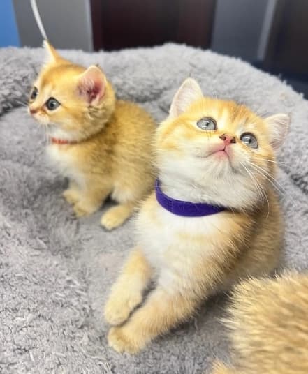家养猫咪的常见疾病及预防措施：如何让猫咪远离病痛？