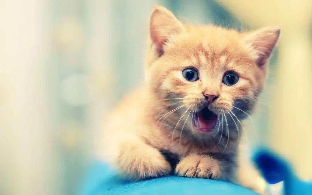 为什么全世界的猫都知道自己叫“咪咪”？