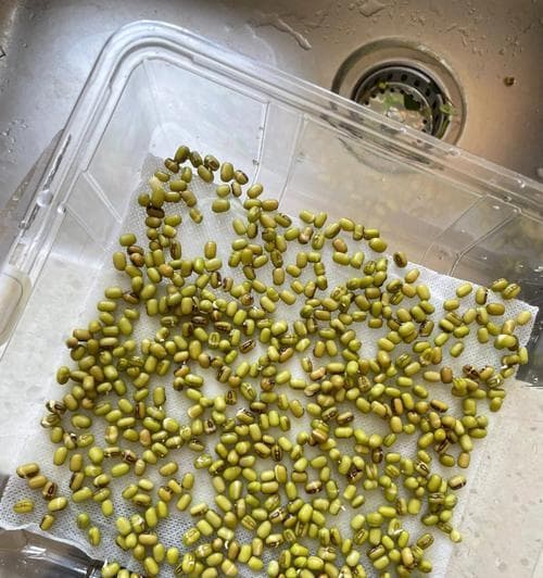 绿豆发芽的过程：从一颗普通的绿豆到营养丰富的豆芽
