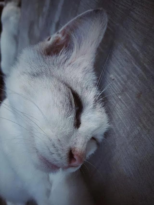 猫咪用头顶蹭你的真正原因，竟然隐藏这些情感信号！