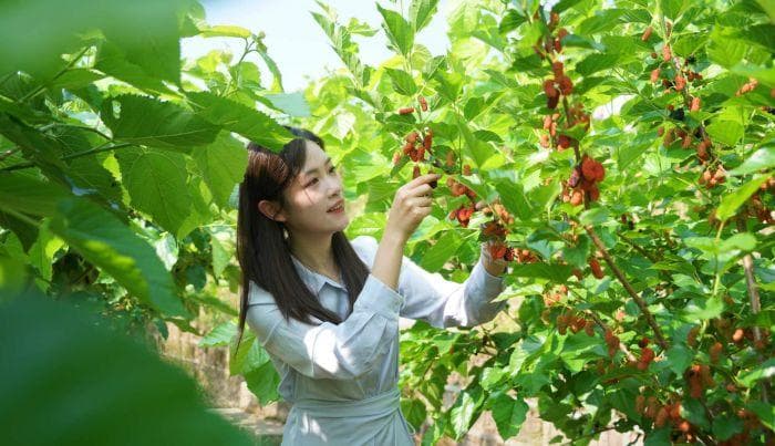 西充：小小桑葚果 种出甜蜜“产业链”