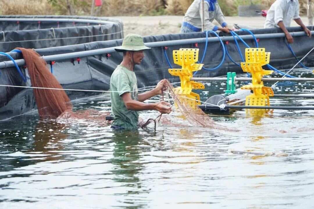 生物絮团养虾：甘蔗渣和米糠作为碳源的效果研究