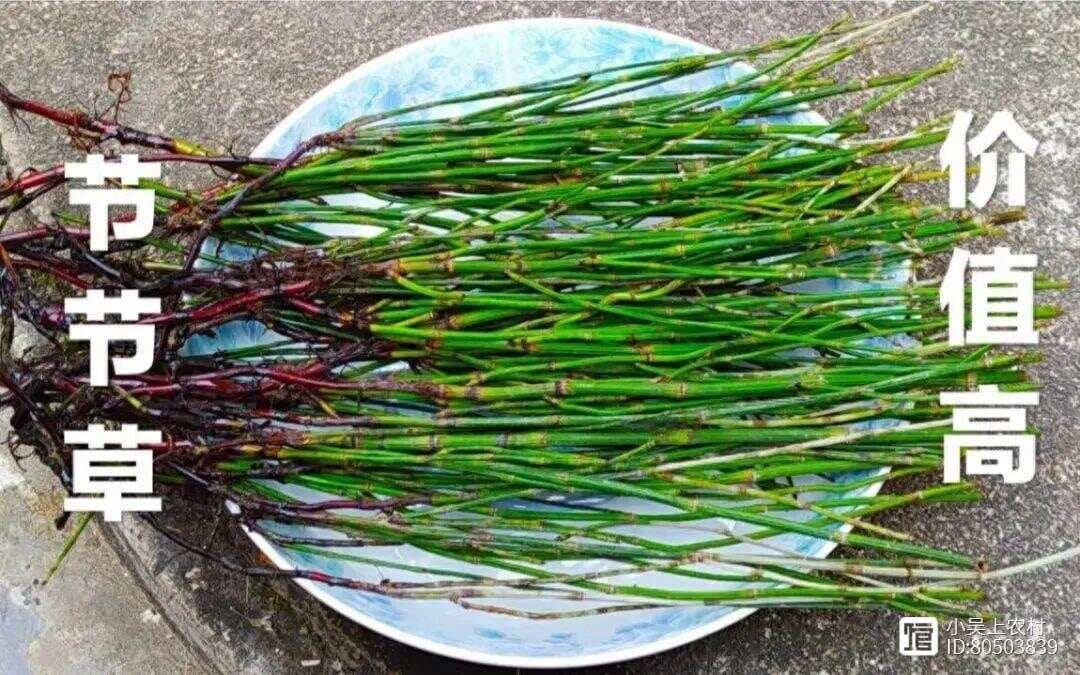 不长叶子的节节草，木贼，有哪些价值和作用，你家乡有吗？