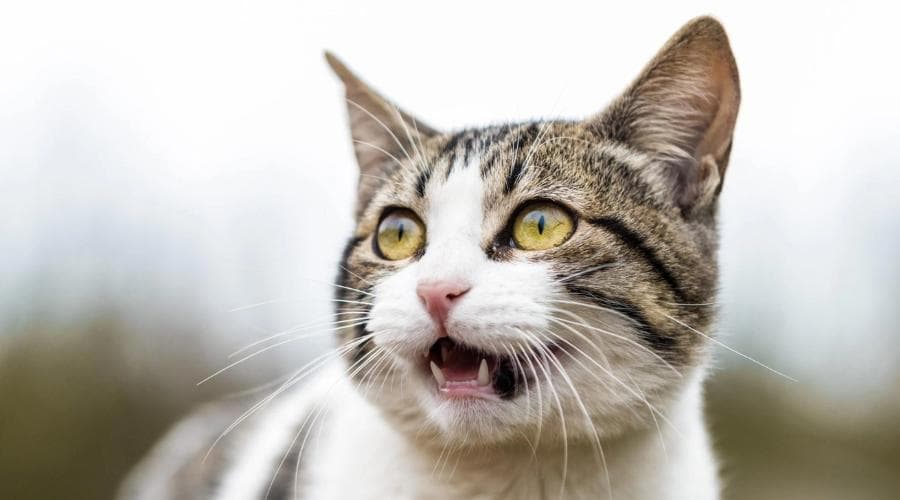 猫咪好好的嗓子突然哑了？多半是因为这几个原因！