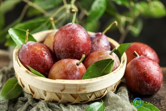 孕妇吃西梅好不好,西梅孕妇可以吃吗？