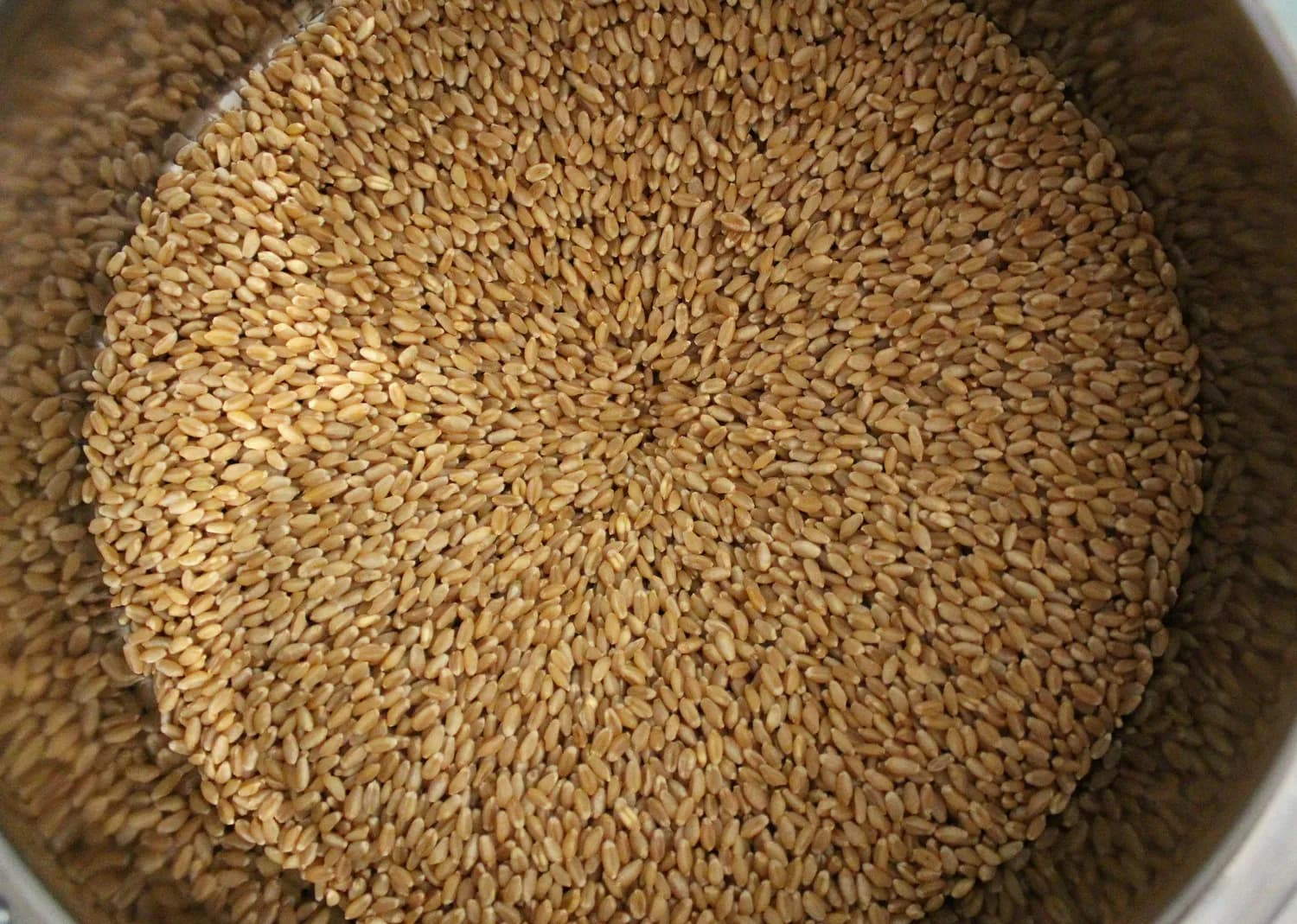 小麦种子管理：清选晒种消毒三步走！