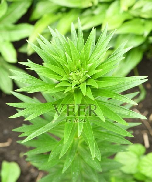绿百合有哪些独特特征及其花语？