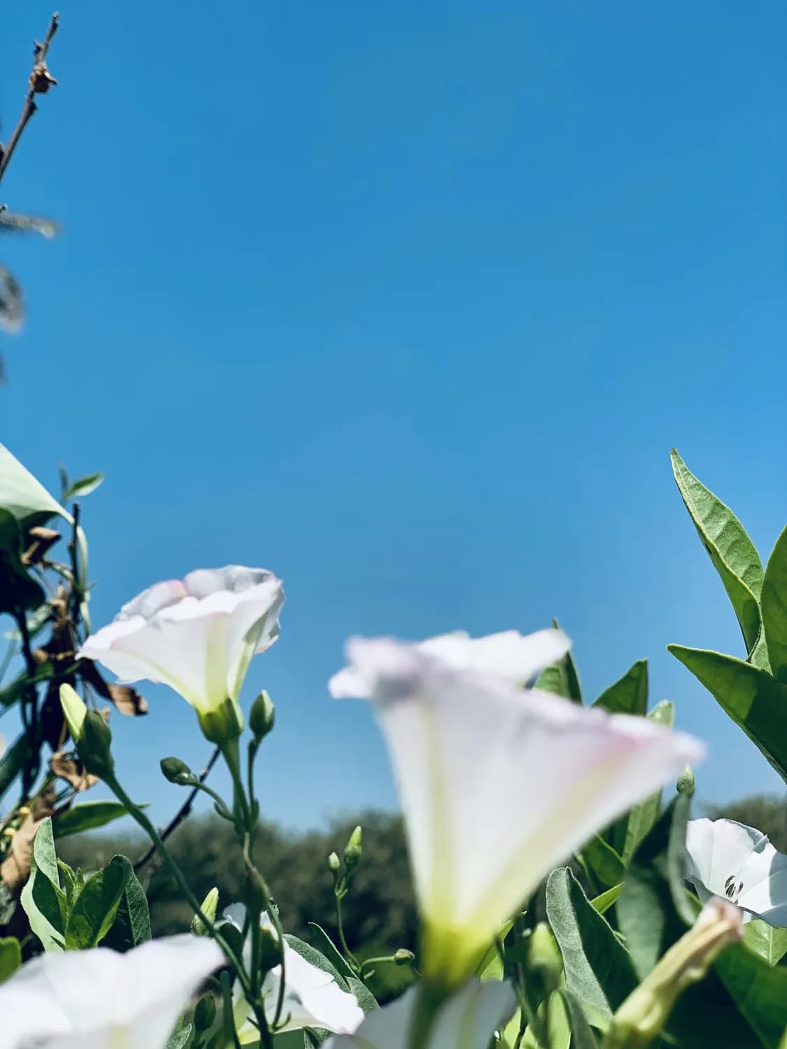 田秀娟新书《风有约，花不误》爆红网络，用诗意文字温暖人心