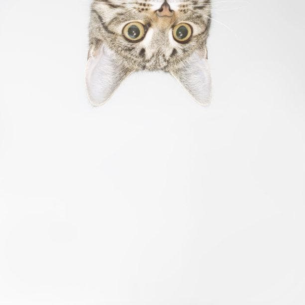猫咪营养秘籍：如何为你的爱猫提供均衡健康饮食
