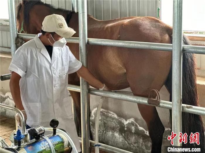 科尔沁草原小镇酸马奶飘香 小众饮品成“宝藏年货”