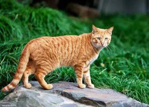 橘猫与狸花猫，品种各异，各有特色。
