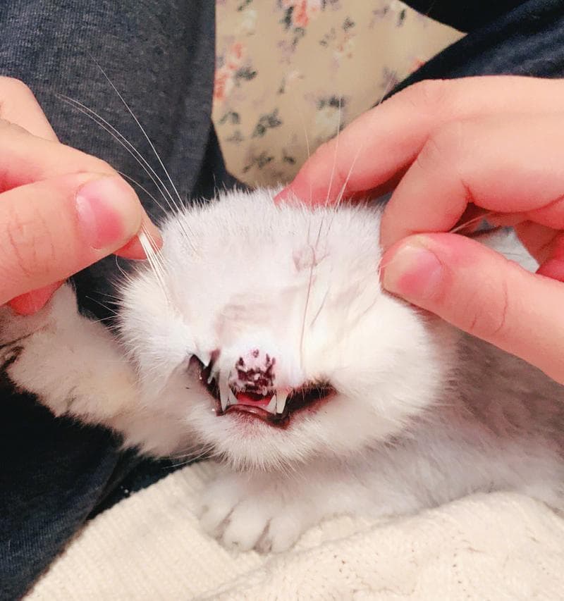 猫咪胡须多有什么特别含义吗？它们在日常生活中起什么作用？