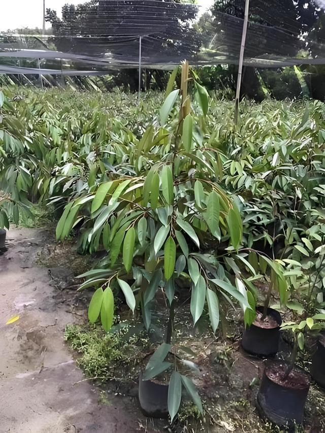 榴莲树苗适合什么地方，什么季节种植比较好？榴莲树苗怎么种植？