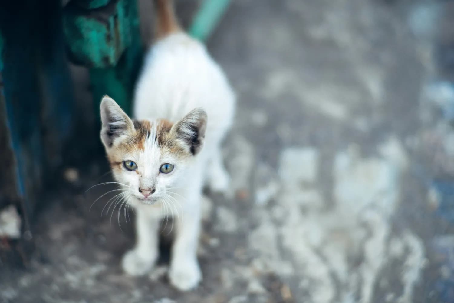 韩国发布流浪猫照顾新指南：从观察到绝育的全流程指导