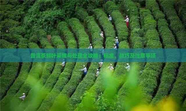 普洱茶鲜叶采摘与处理全攻略：标准、技巧及注意事项