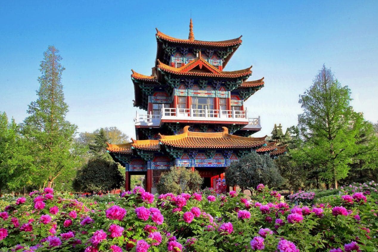 洛阳牡丹节迎全国游客：旅游订单涨50%，“汉服赏花”成街景
