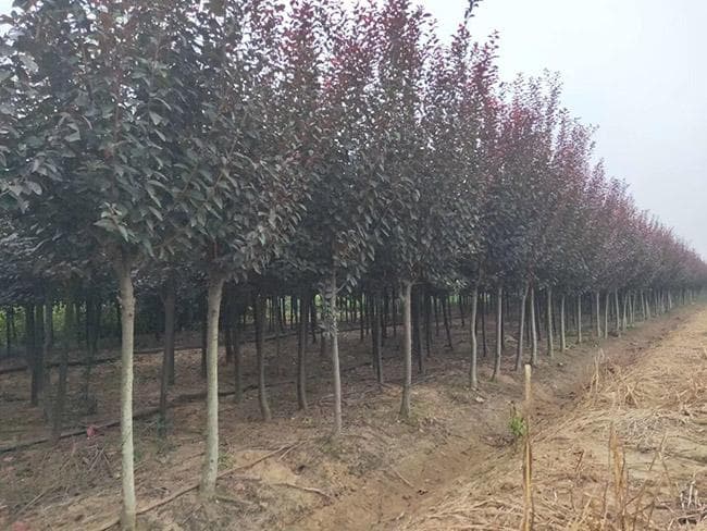 紫叶李可以栽在家里吗？这份家庭种植指南请收好